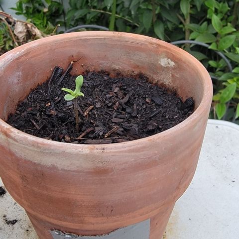 001: "Who Knows" growlog photo: 4 leaves