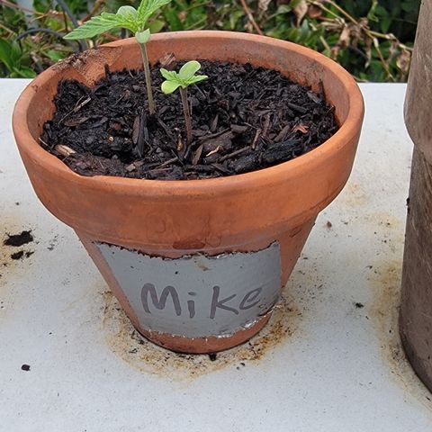 003: "Mike #2 (Right seed)  growlog photo: 4 leaves on both plants