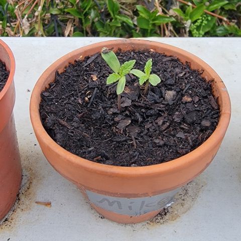 004: "Mike #1 (Left Seed)" growlog photo: 4 leaves on both plants. 
Left one had a dry bug or dirt stuck on a leave