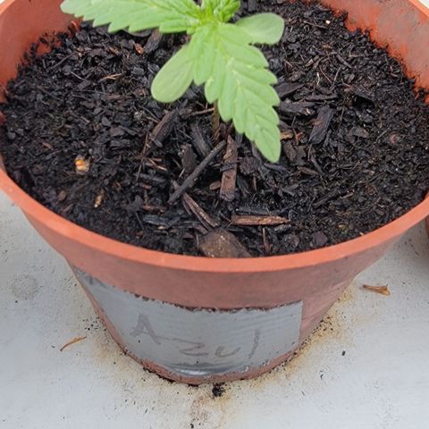 005: "Azul" growlog photo: 6 leaves on beautiful plant