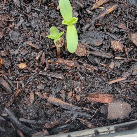 007: "Hella Jelly P5 #1" or AZUL?? growlog photo: 4 leaves on both plants
Left one has some dirt/ bug/ gunk