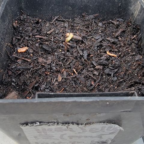 008: "Hella Jelly P5 #2"  growlog photo: Seedling