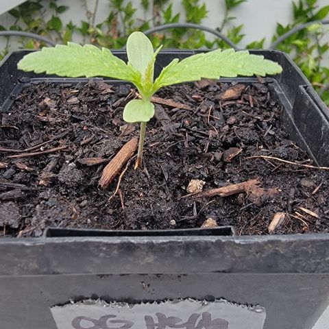 009: "OG Hella Jelly #1" growlog photo: 6 leaves growing on beautiful plant