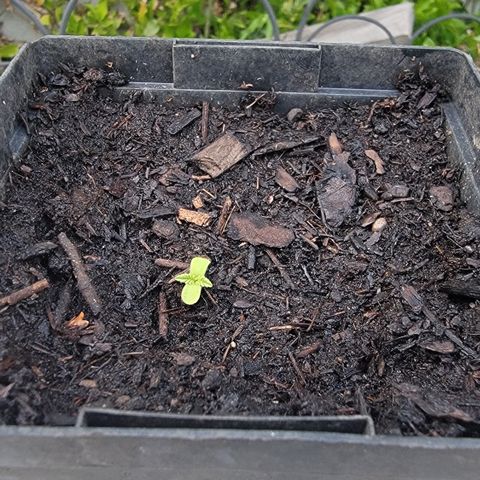 010: "OG Hella Jelly #2" growlog photo: 4 leaves growing