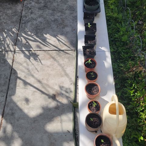 005: "Azul" growlog timeline photo