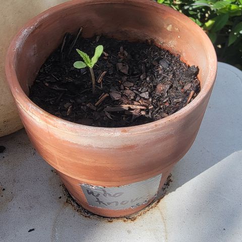 001: "Who Knows" growlog timeline photo