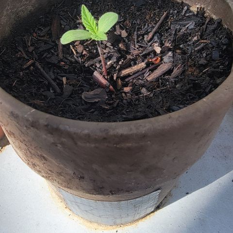 002: "Raul" growlog photo: 4 leaves
Moist soil