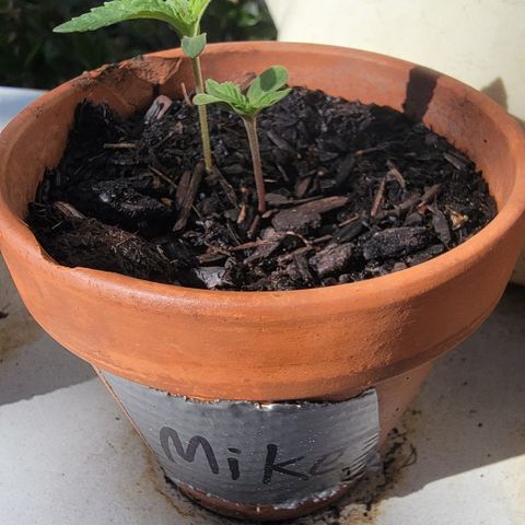 003: "Mike #2 (Right seed)  growlog timeline photo