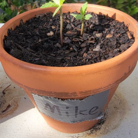 004: "Mike #1 (Left Seed)" growlog timeline photo