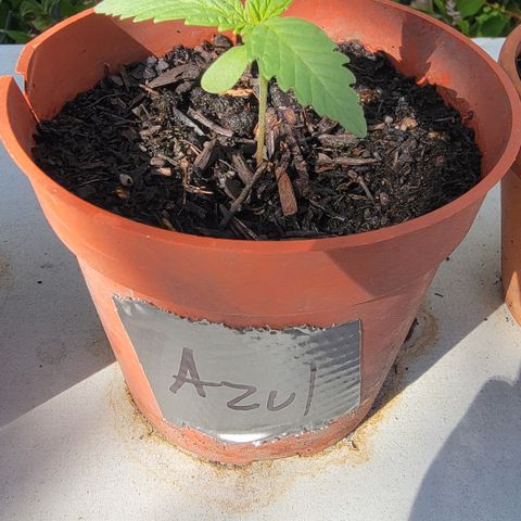 005: "Azul" growlog photo: 6 leaves
Moist soil