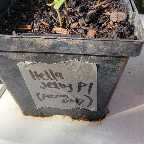 007: "Hella Jelly P5 #1" or AZUL?? growlog timeline photo