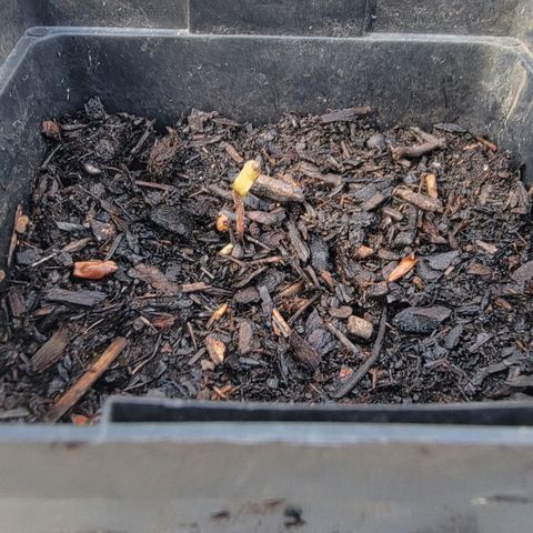 008: "Hella Jelly P5 #2"  growlog timeline photo