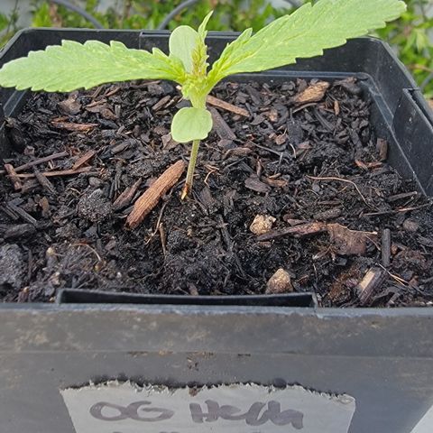 009: "OG Hella Jelly #1" growlog photo: 6 leaves
Moist soil