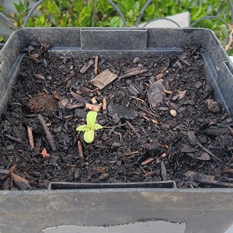 010: "OG Hella Jelly #2" growlog timeline photo