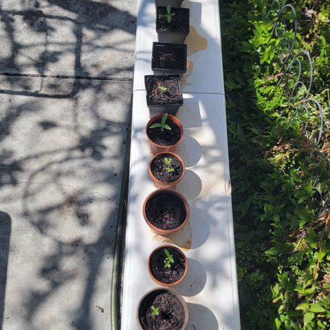 005: "Azul" growlog timeline photo