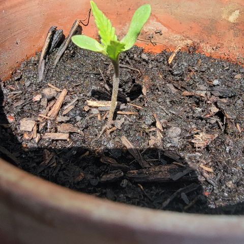 001: "Who Knows" growlog timeline photo