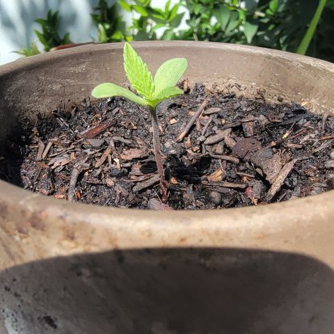 002: "Raul" growlog timeline photo