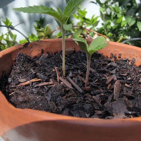 003: "Mike #2 (Right seed)  growlog timeline photo