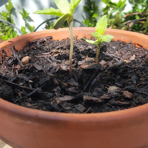 004: "Mike #1 (Left Seed)" growlog timeline photo