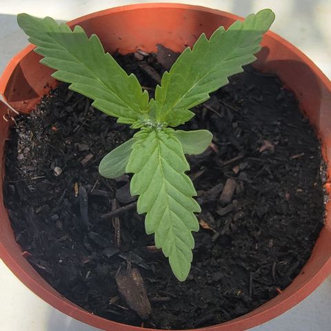 005: "Azul" growlog timeline photo