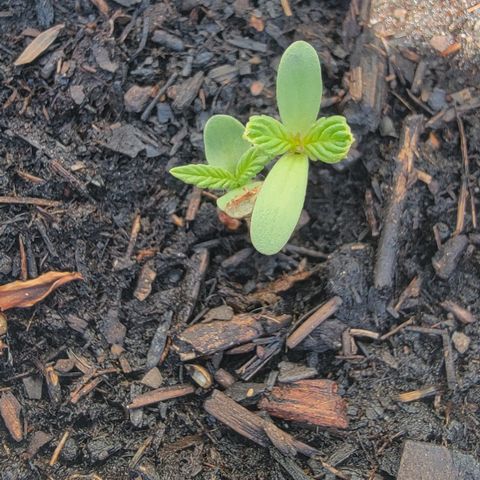 007: "Hella Jelly P5 #1" or AZUL?? growlog timeline photo