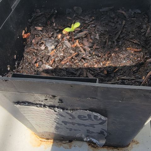 008: "Hella Jelly P5 #2"  growlog timeline photo