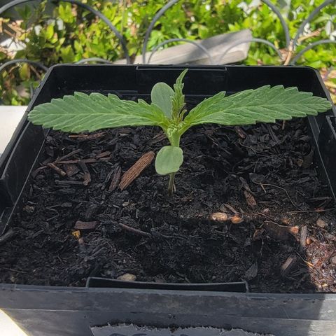009: "OG Hella Jelly #1" growlog timeline photo