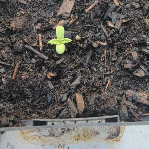 010: "OG Hella Jelly #2" growlog timeline photo