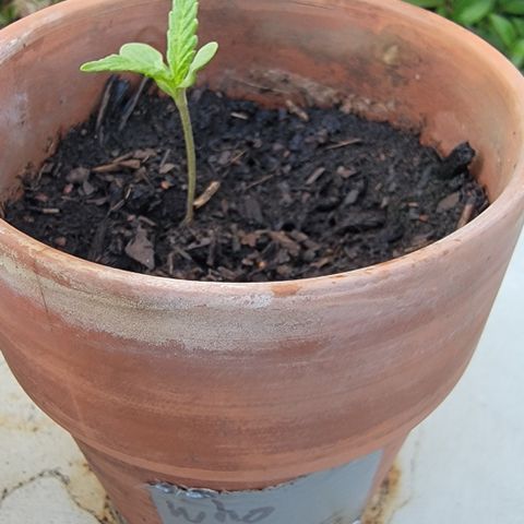 001: "Who Knows" growlog timeline photo