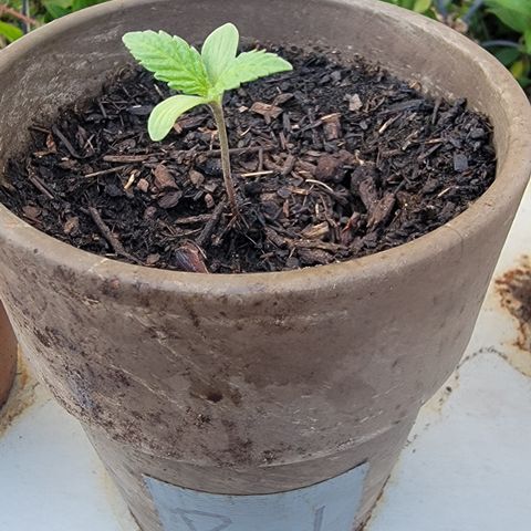 002: "Raul" growlog timeline photo