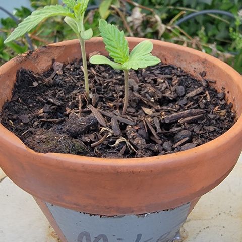 003: "Mike #2 (Right seed)  growlog timeline photo