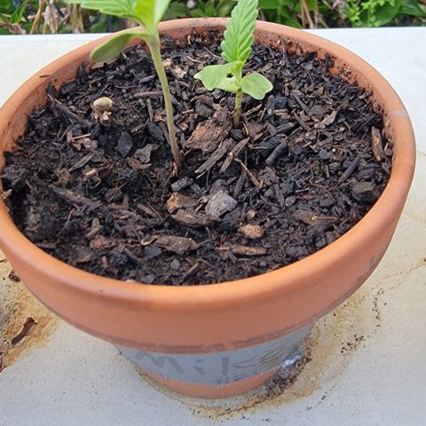 004: "Mike #1 (Left Seed)" growlog timeline photo