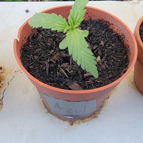 005: "Azul" growlog timeline photo