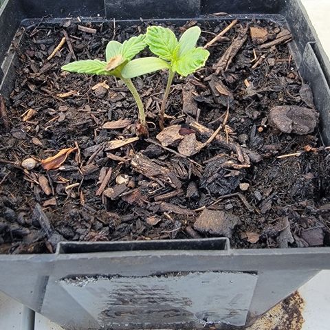 007: "Hella Jelly P5 #1" or AZUL?? growlog timeline photo