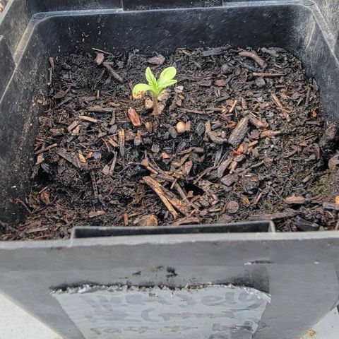 008: "Hella Jelly P5 #2"  growlog timeline photo
