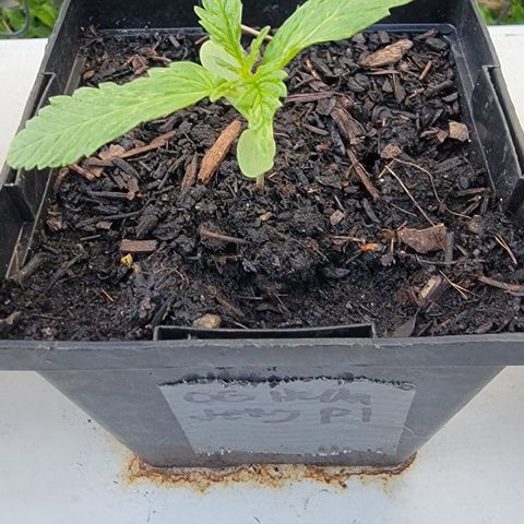 009: "OG Hella Jelly #1" growlog timeline photo