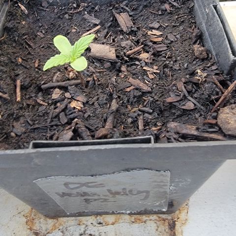 010: "OG Hella Jelly #2" growlog timeline photo