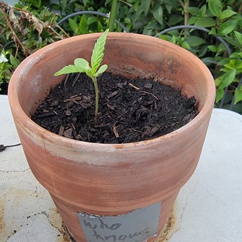 001: "Who Knows" growlog timeline photo