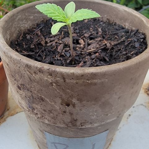 002: "Raul" growlog timeline photo