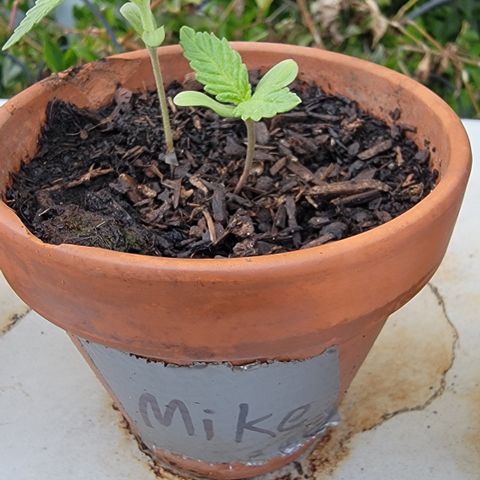 003: "Mike #2 (Right seed)  growlog timeline photo