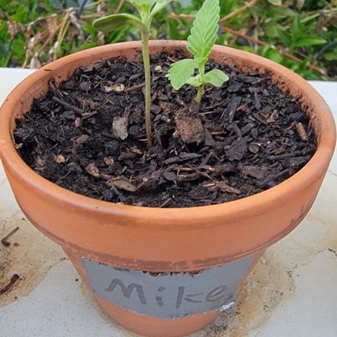 004: "Mike #1 (Left Seed)" growlog timeline photo