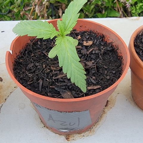 005: "Azul" growlog timeline photo