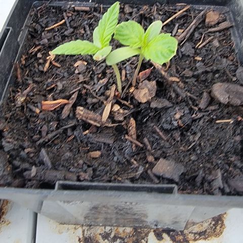 007: "Hella Jelly P5 #1" or AZUL?? growlog timeline photo