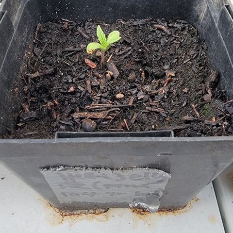 008: "Hella Jelly P5 #2"  growlog timeline photo