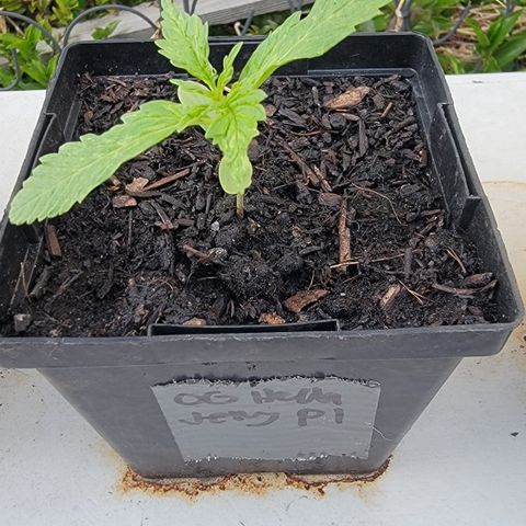 009: "OG Hella Jelly #1" growlog timeline photo