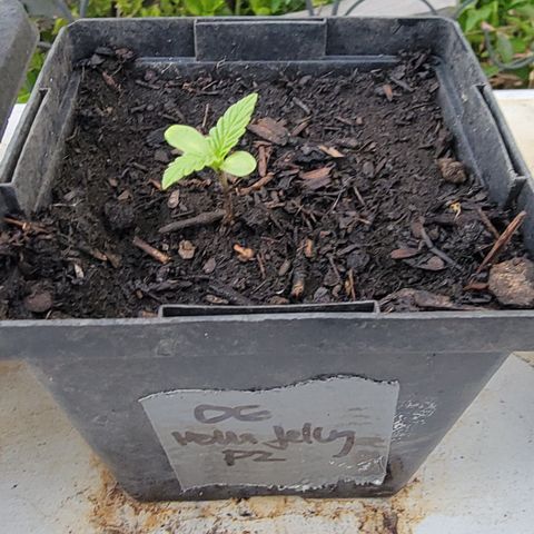 010: "OG Hella Jelly #2" growlog timeline photo