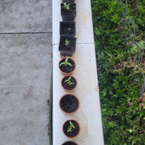 005: "Azul" growlog timeline photo