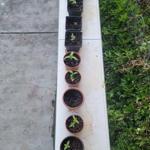 005: "Azul" growlog timeline photo
