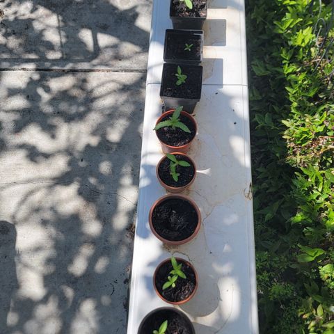 005: "Azul" growlog timeline photo