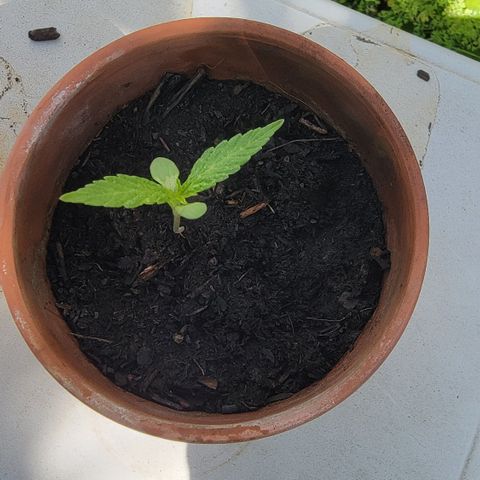 001: "Who Knows" growlog timeline photo